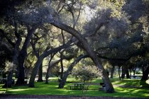 Fallbrook CA Tourism - Find Fallbrook and Discover the Charm of Small Town America! - LiveOakPark_photoWEB